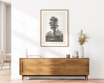 Giant Sequoia Tree Print