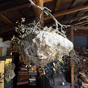 Wasp Nest genuine Large Bald Hornet’s Nest on oak branch. bild 2