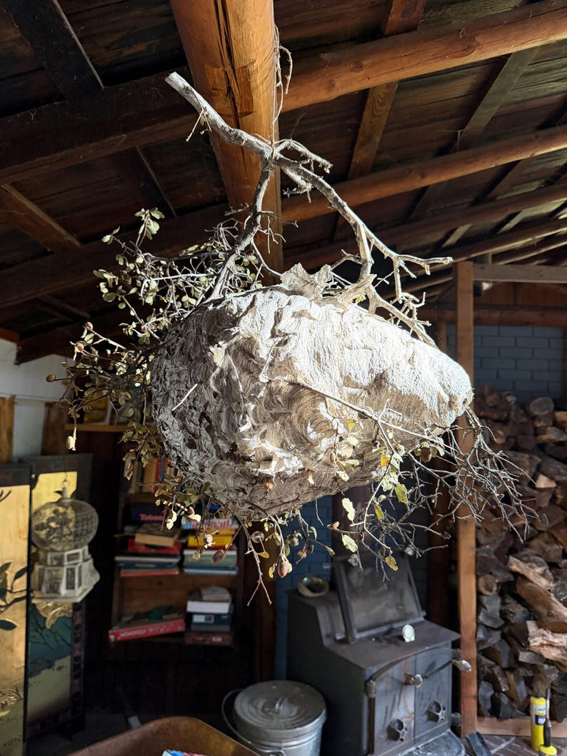 Wasp Nest genuine Large Bald Hornet’s Nest on oak branch. bild 2