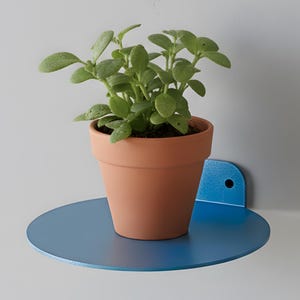 May include: A small potted plant with green leaves sits on a round, blue metal shelf. The shelf is mounted on a white wall. The terracotta pot contrasts with the blue shelf, creating a simple, modern aesthetic.
