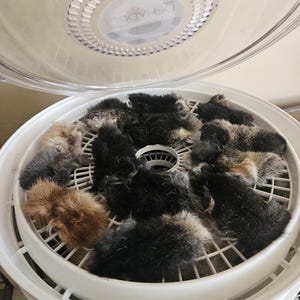 Könnte beinhalten: Ein weißer Lebensmitteltrockner mit einem transparenten Deckel, gefüllt mit mehreren kleinen, flauschigen Gegenständen in Braun-, Schwarz- und Grautönen. Die Gegenstände sind auf einem kreisförmigen, geschlitzten Tablett im Inneren des Trockners angeordnet.