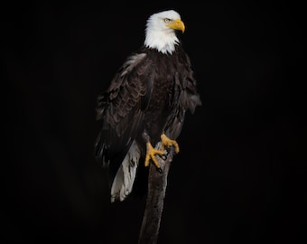 Bald Eagle Photography