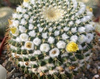 One Live Mammillaria Grahamii Cactus, Also Known as Fishhook Pincushion  Cactus. Planting and Care Instructions Included. - Etsy