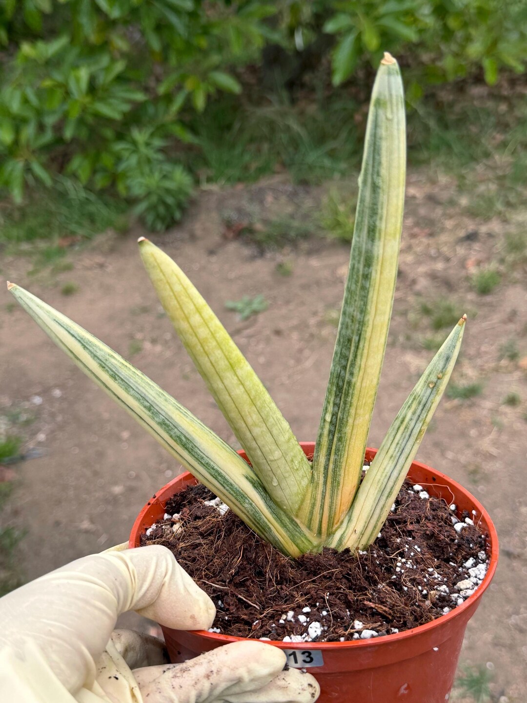 Boncel Variegated Sansevieria Boncel | Easy Care House Plant | Live Plant - Etsy
