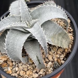 Dyckia Hybrid - Etsy