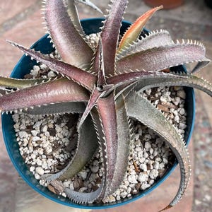Dyckia Hybrid - Etsy