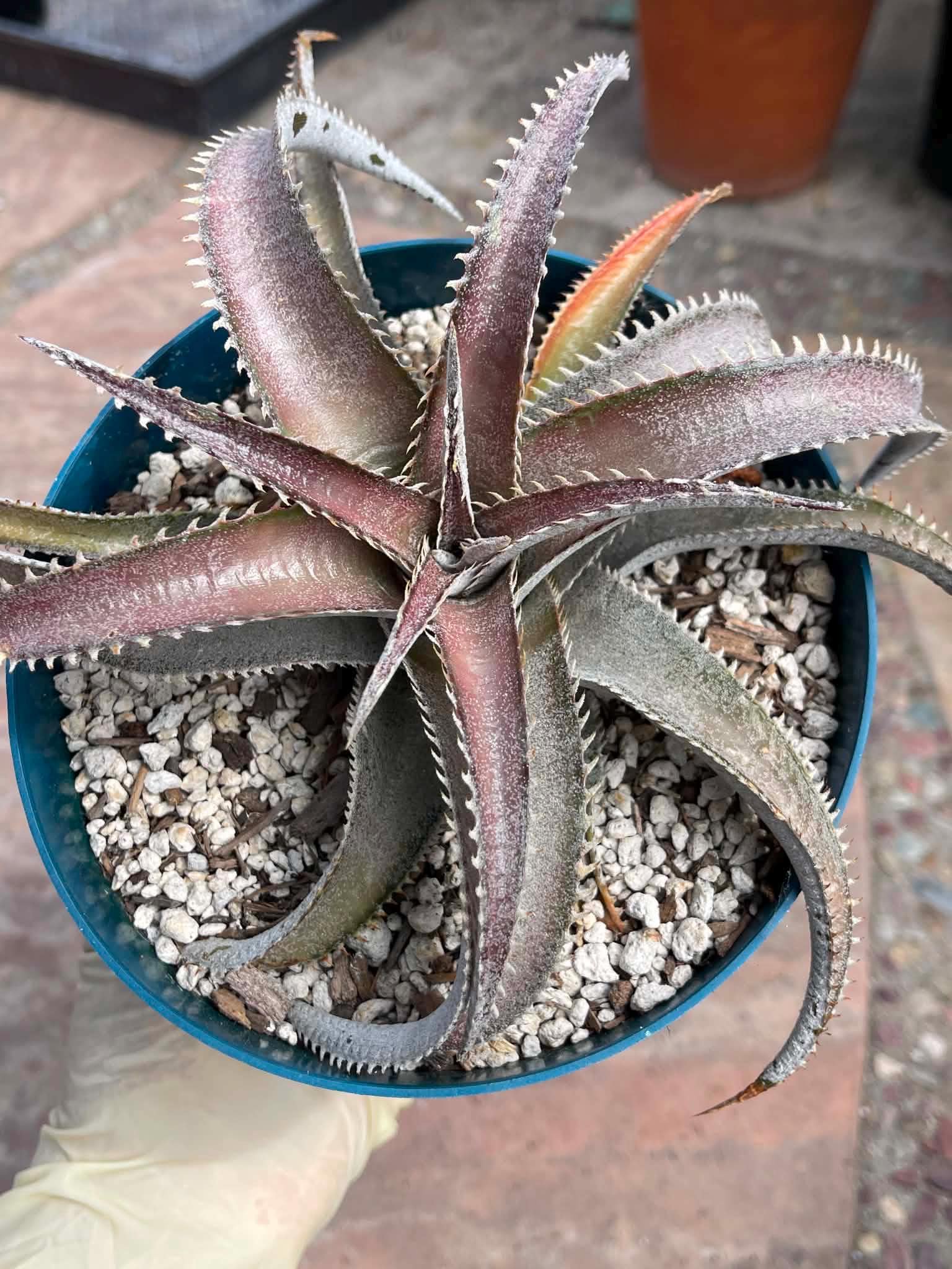 Dyckia - Etsy