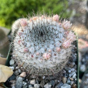 Mammillaria Ritteriana - Etsy