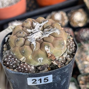 May include: A set of three ceramic mugs with a speckled, matte finish. The mugs are in shades of cream, light gray, and dark gray. Each mug has a simple, minimalist design, perfect for coffee or tea.