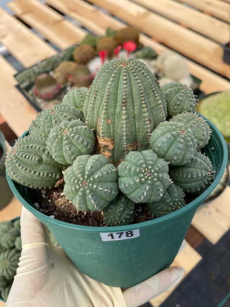 Euphorbia Obesa Hybrid Rare Cactus Live Cactus Euphobia Cactus Etsy euphorbia-obesa-hybrid-rare-cactus-live-cactus-euphobia-cactus-etsy