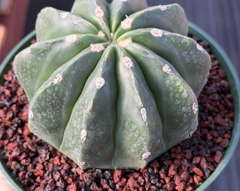 Melocactus Matanzanus Spineless | Rare Cactus Plant Exotic Succulent Specimen Houseplant Indoor Outdoor Garden Collection