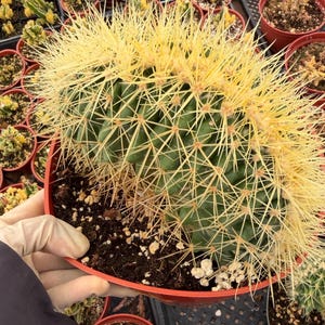 May include: A large, barrel-shaped green cactus with dense, long, sharp yellow spines planted in a round red plastic pot filled with dark potting soil. The cactus features a prominent, curved, and elongated growth pattern covered in needles.