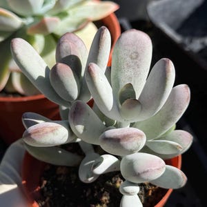 May include: A Pachyphytum succulent plant with thick, rounded, pale green leaves featuring dusty purple tips. The plant is potted in a small, round, terracotta-colored plastic container filled with dark potting soil, showing a dense cluster of foliage.