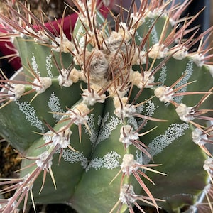 8” Astrophytum Ornatum Large | Rare Plant | Live Cactus