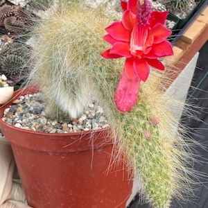May include: A cylindrical cactus with long, fine, white hair-like spines planted in a brown plastic pot. The cactus features a vibrant, multi-petaled red flower with a prominent purple stamen extending from the side, along with small pink buds.