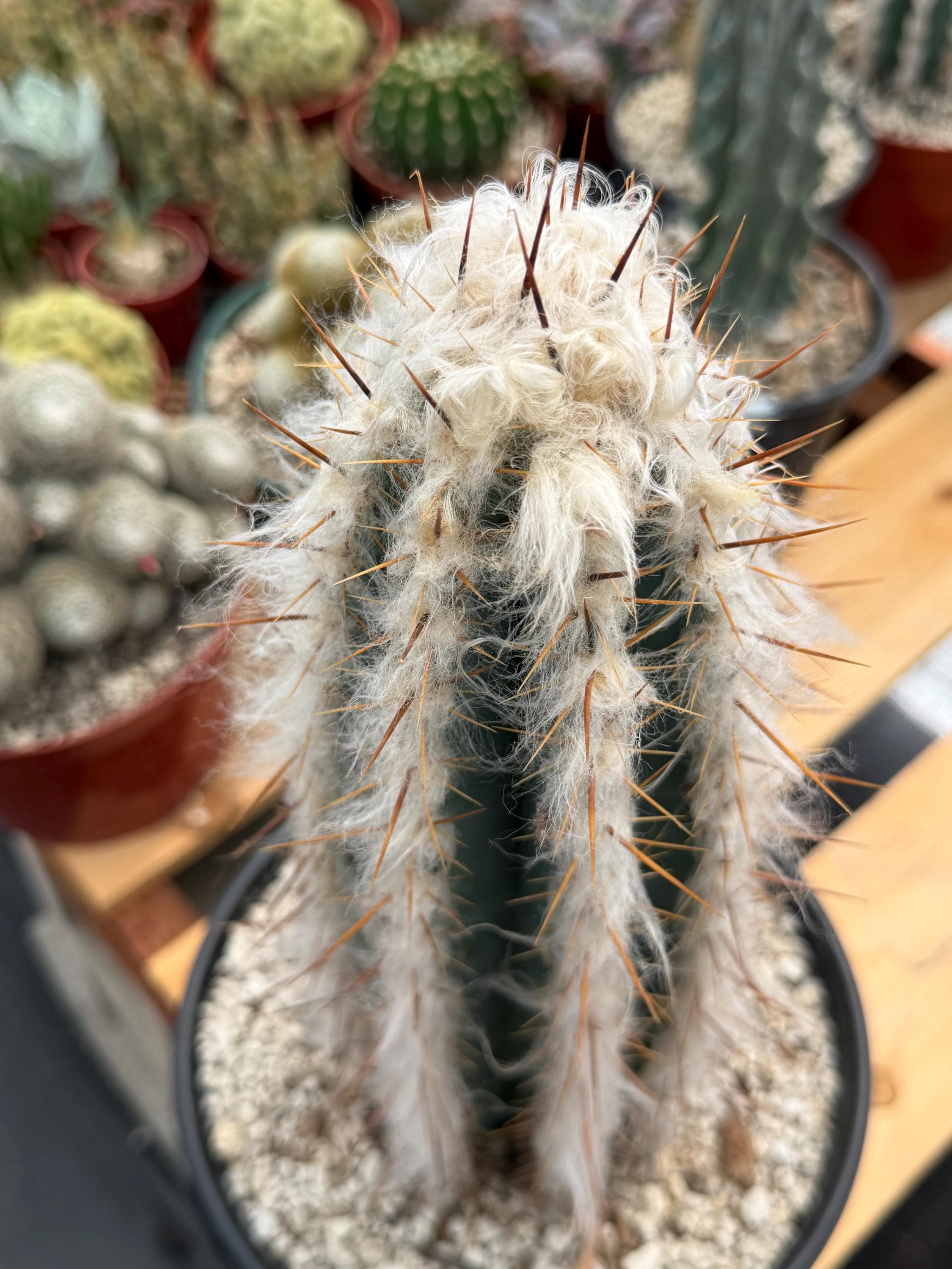 Pilosocereus Pachycladus - Etsy
