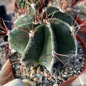May include: Close-up of a green cactus with white speckles and long, reddish-brown spines. The cactus is in a small, brown pot filled with gravel. Other cacti are visible in the background.