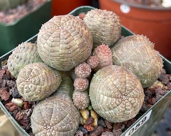 Euphorbia Obesa Cluster - Etsy