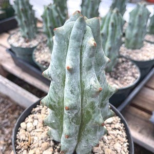 May include: A close-up of a potted cactus with a unique, textured appearance. The cactus is a pale green color with small, reddish-brown protrusions. The pot is filled with small, light-colored pebbles. Other similar cacti are visible in the background.