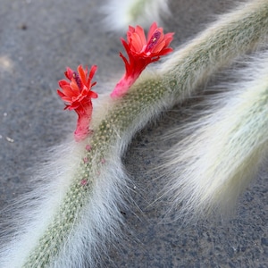 Hairy Monkey Tail Cactus | Fuzzy White Succulent | Old Monkey Tails | Trailing Succulent