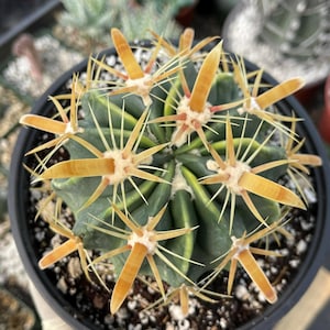 Ferocactus Latispinus, 6" Barrel Cactus, Rare Plant Gift | Live Plant | Red  Spine Cactus