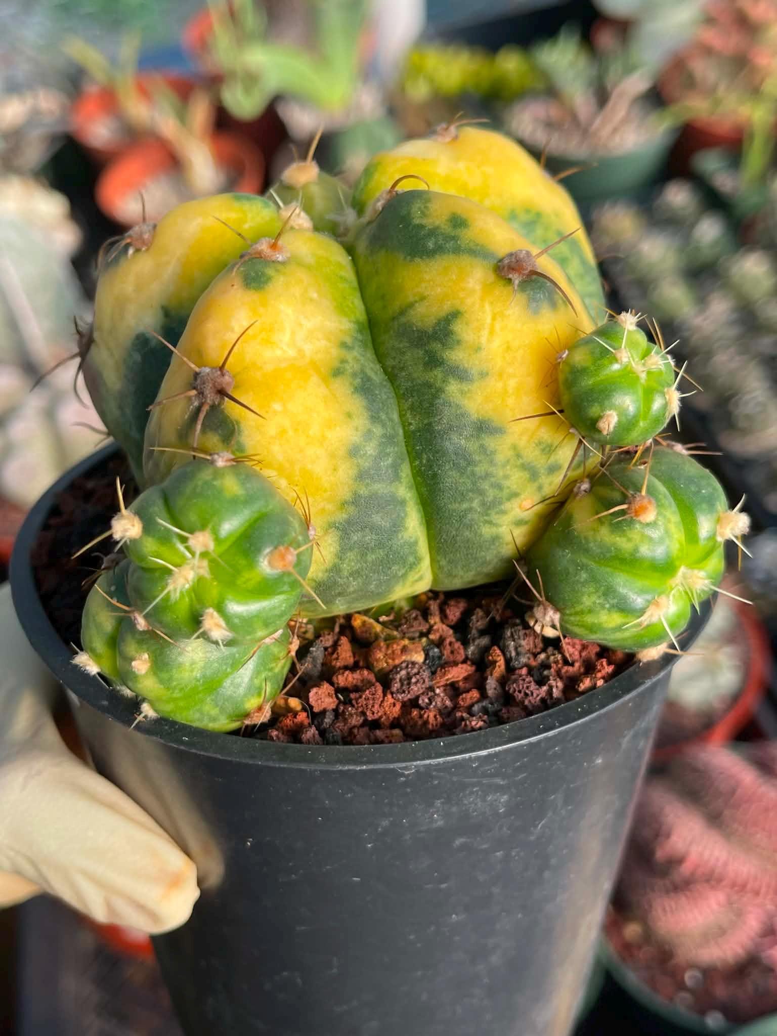 Variegated Gymnocalycium Horstii Cactus | Rare Live Plant - Etsy