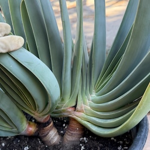 May include: A Gasteria plant with thick, succulent, tongue-shaped leaves arranged in a fan-like pattern. The leaves are a muted blue-green color, emerging from two distinct, woody, brown stems rooted in dark potting soil within a black plastic pot.