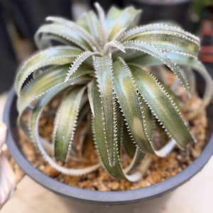 Dyckia Hybrid - Etsy