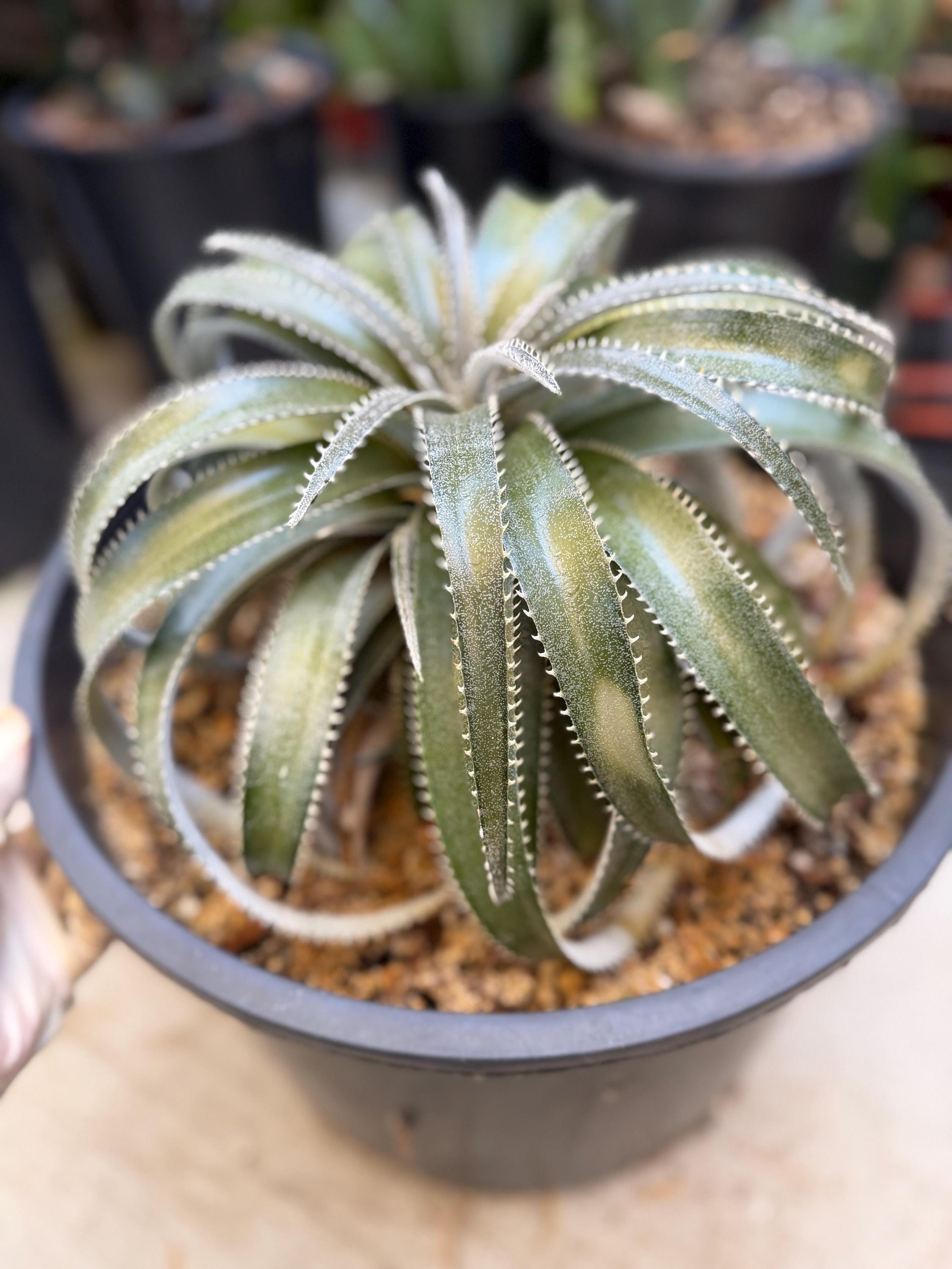 Dyckia - Etsy
