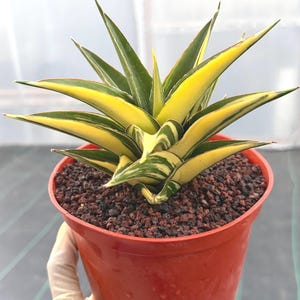 May include: A variegated Sansevieria plant with sharp, pointed leaves featuring bright yellow margins and dark green centers. The plant is potted in a round, terracotta-colored plastic container filled with dark brown, coarse volcanic rock soil.