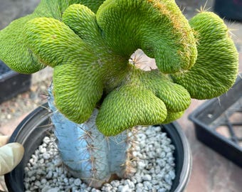 Crested Monkey Tail Inermis Graft Cactus | Rare Plant | Live Cactus