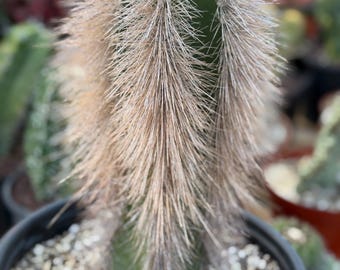 Muda de Cacto Colunar Rinoceronte Lanudo | Cacto Raro | Planta Viva | Cacto Vivo
