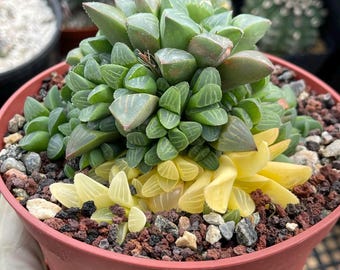 Variegated Harworthia Heidelbergensis Cluster | Live Cactus | Rare Plant