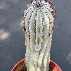 May include: A columnar succulent plant with a pale, silvery-green body and prominent vertical ribs. The edges of the ribs feature small, dark brown, textured protrusions and tiny, deep red flower buds clustered along the ridges and at the top.