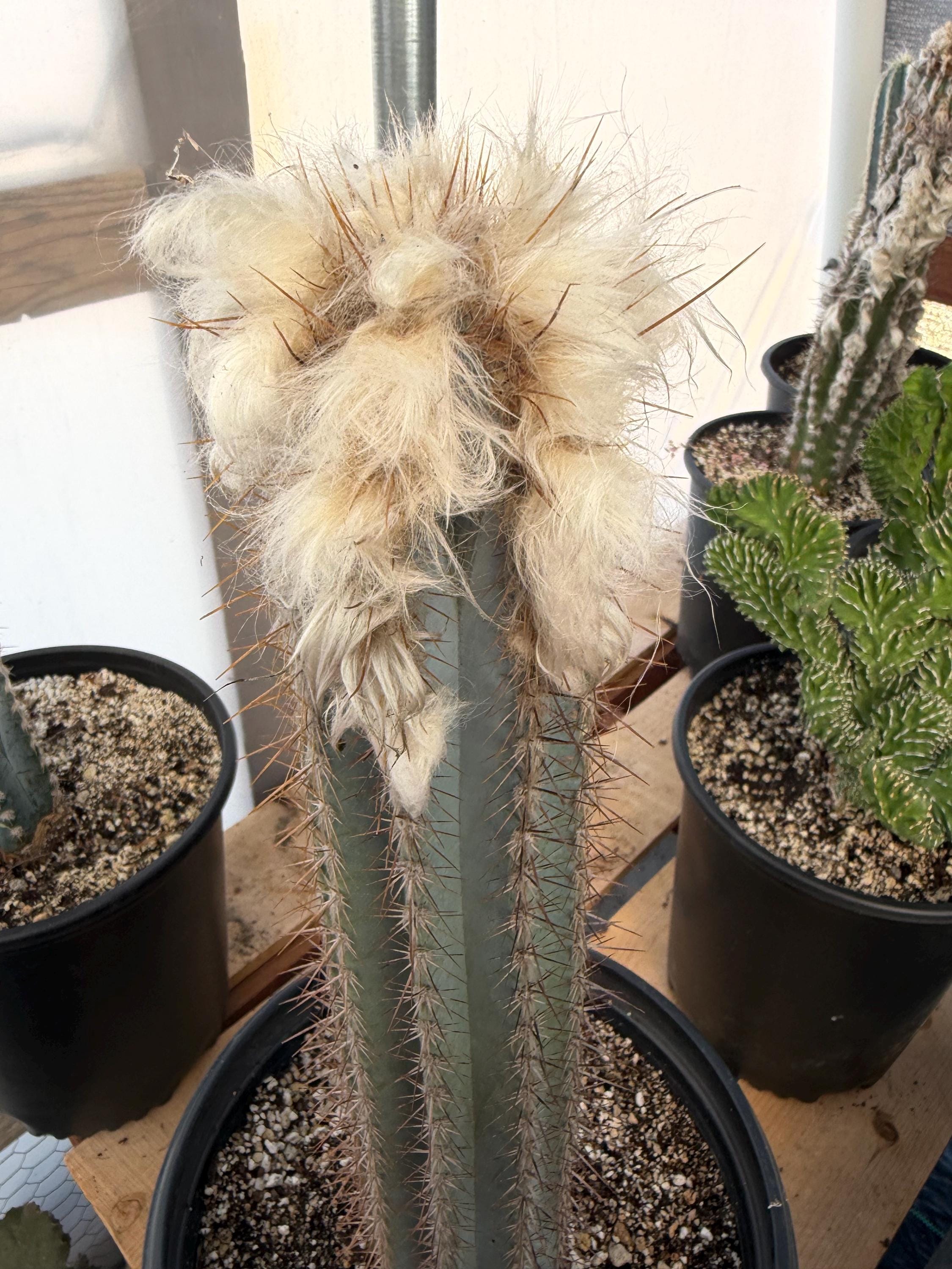 Pilosocereus Pachycladus - Etsy