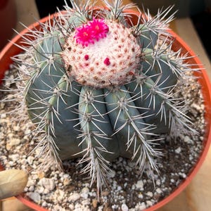 succulents that look like roses Echeveria flame roses  cactus cat succulents