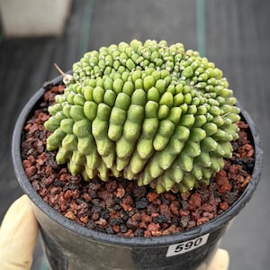 monstera swiss Monstera 'Swiss Cheese'  Vandermeer Nursery Ltd