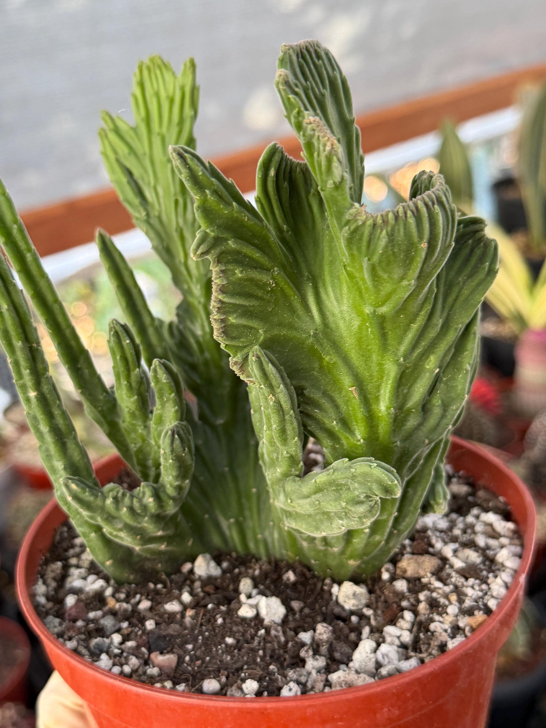 Crested Stapelia - Etsy