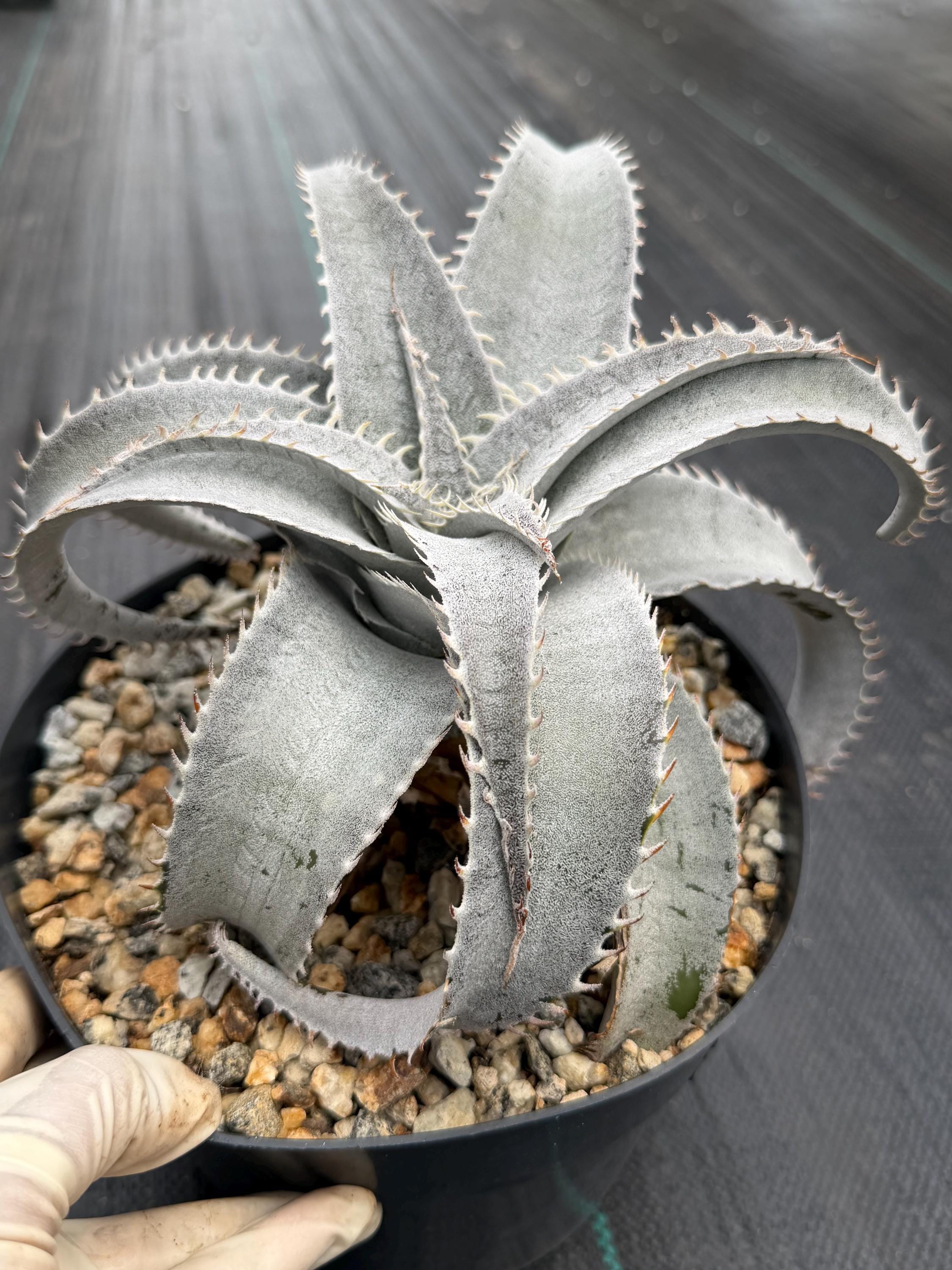 Dyckia - Etsy