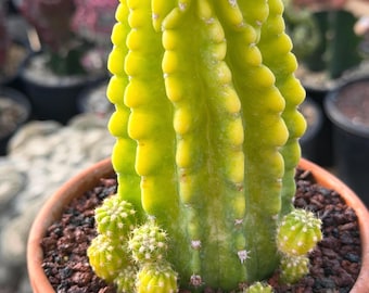 Echinopsis Lemon Sunstress Cactus w/pup, Rare Plant | Live Plant