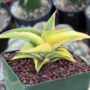 May include: A Sansevieria plant with variegated leaves featuring shades of bright yellow and green. The leaves are arranged in a compact, rosette-like formation with thin, reddish-brown margins. The plant is potted in a square green plastic container.
