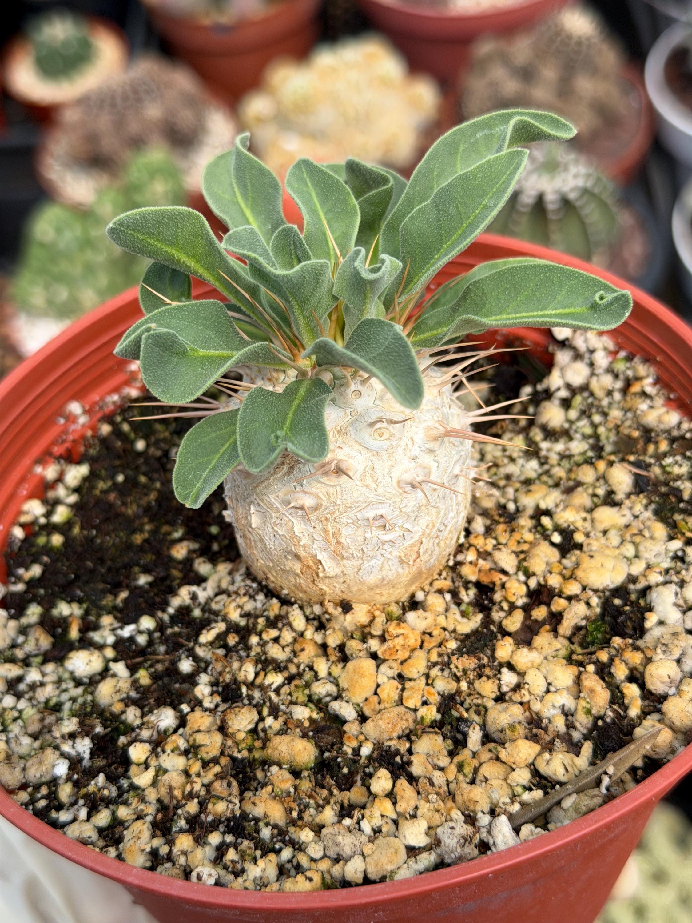 Pachypodium Gracilius - Etsy