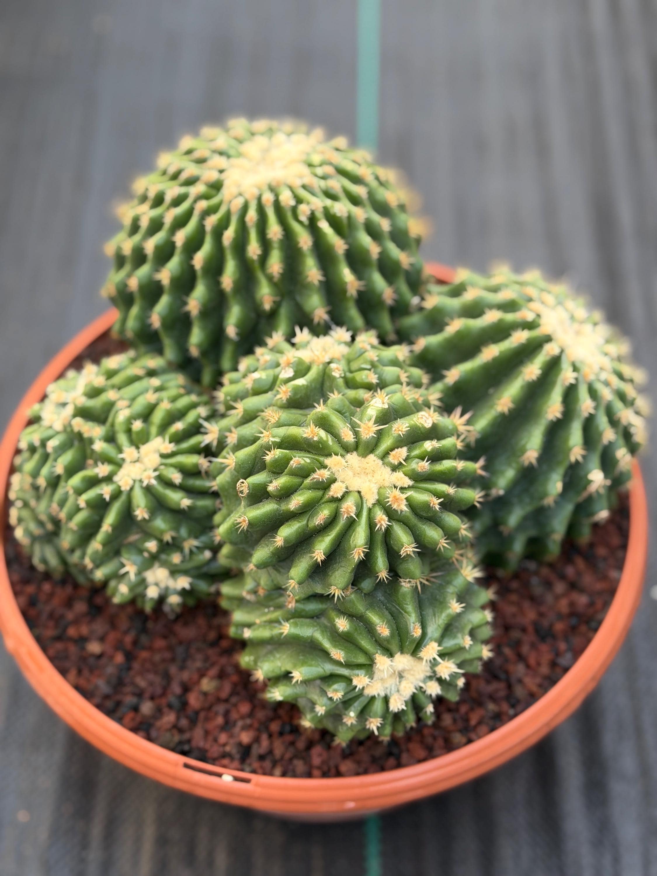 Echinocactus Inermis - Etsy