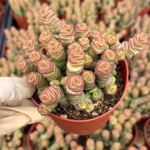 May include: A Crassula rupestris 'Baby Necklace' succulent plant featuring stacked, fleshy, triangular leaves with pale green centers and vibrant red-pink edges, planted in a small, round, terracotta-colored plastic nursery pot.