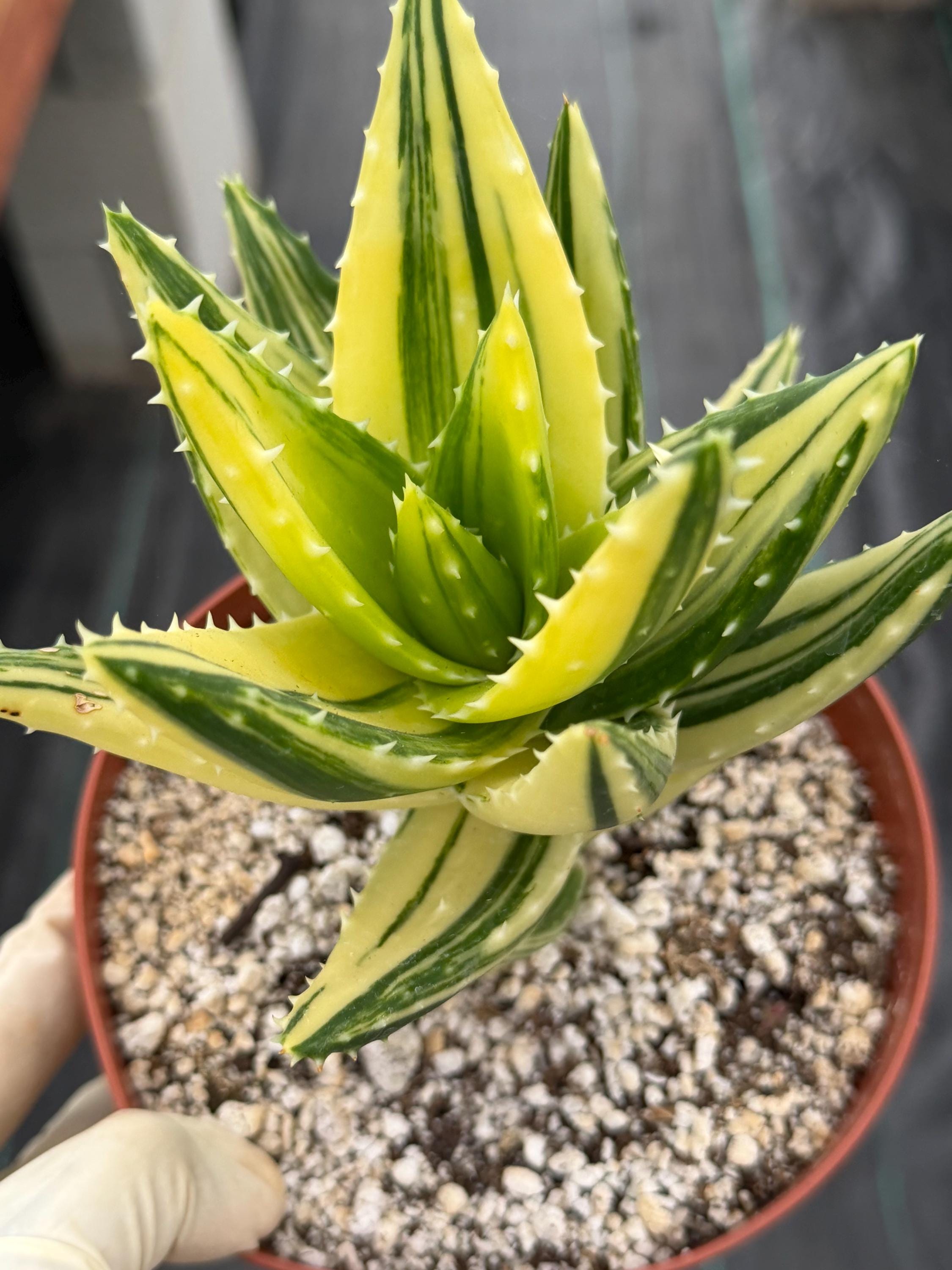 Variegated Aloe - Etsy