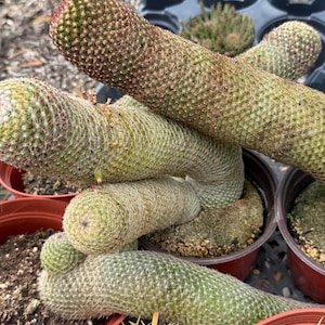 May include: A cluster of cylindrical, green cacti with dense, short spines and reddish-brown tips, growing in a brown plastic pot. The stems are elongated and curved, featuring a textured surface with small, repeating patterns of spines.