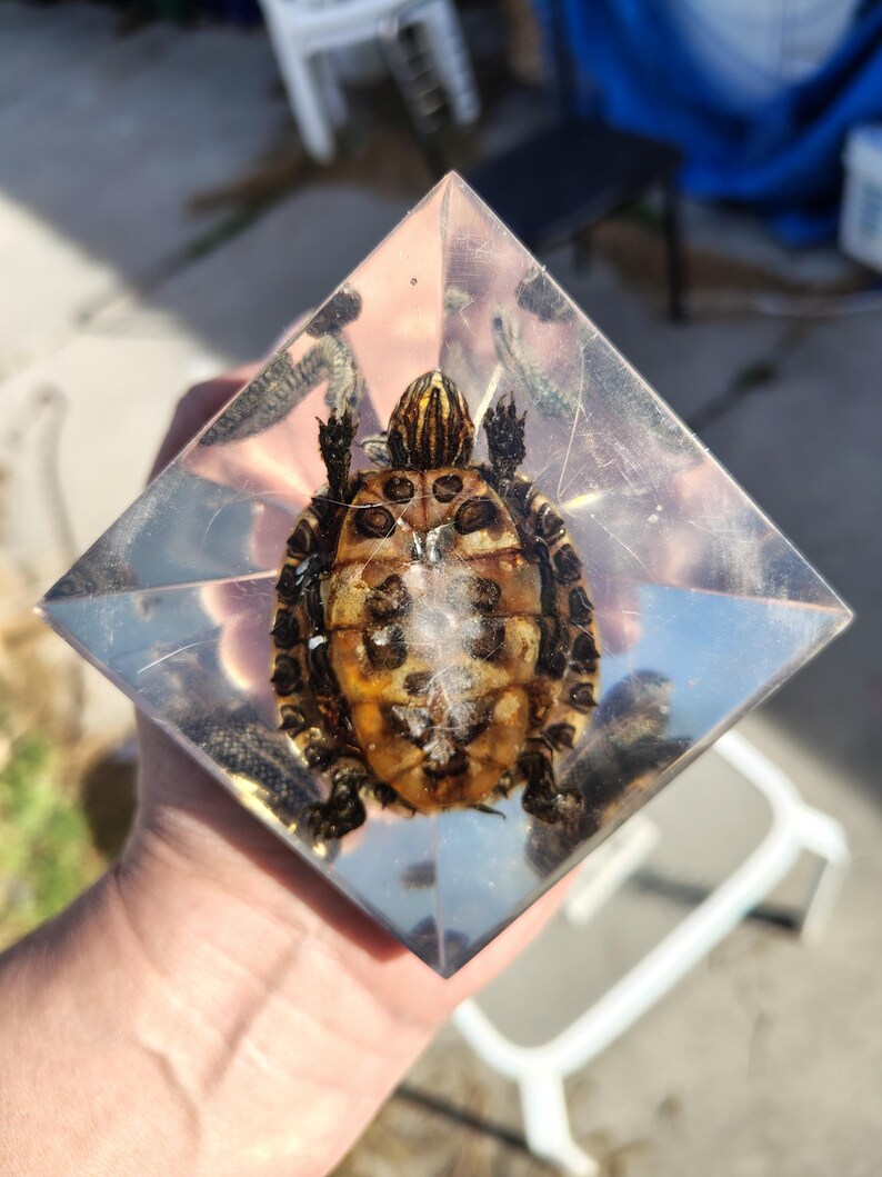 Pyramided Turtle Shell Pyramid With Real Snake and Turtle! - Etsy