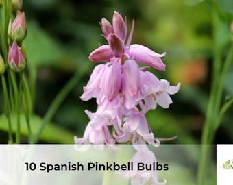 10 Spanish Pinkbell Bulbs | Hyacinthoides hispanica, Spring Blooming Pink Flowers, Easy Grow Perennial Bulbs