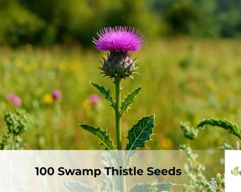 100 Swamp Thistle Seeds | 100 Cirsium muticum, Native Wetland Wildflower