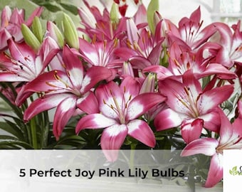 5 Joy Pink Lily Bulbs | Asiatic Oriental Hybrid Summer Blooms